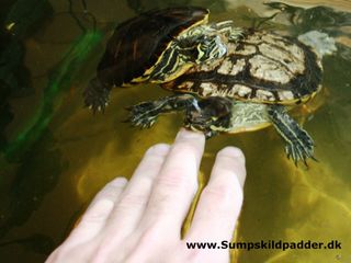 Av av! Skildpadden bider, den vil smage, om de der fingre kan spises? Formanden er selv skyld i, at den guløret terrapin bider! Større terrapiner kan let bide hul!