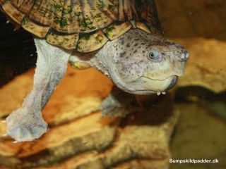 Pyramide moskusskildpadde (Sternotherus carinatus). Han 15 cm. i skjoldlængde og en sur bandit overfor andre skildpadder! Han bider ikke efter os, der håndterer ham.