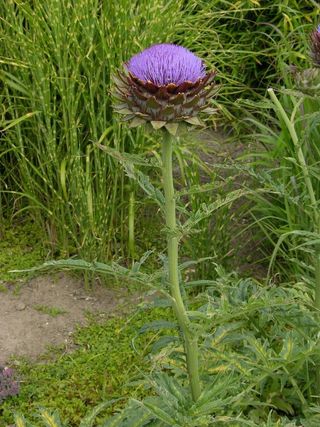 Artiskok, hele planten kan spises, af skildpadder.