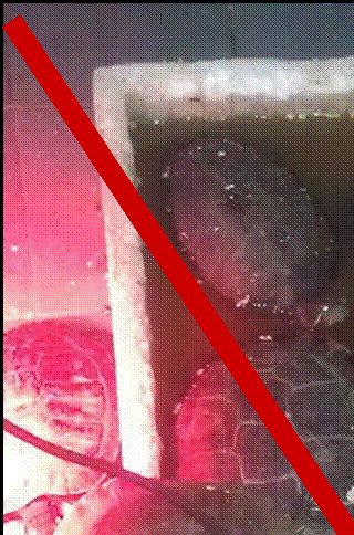 Foto taget af dansk skildpadde-horder. Denne skildpadde-horder, forstod slet ikke at det var et problem, at have sumpskildpadder gående på et koldt gulv, med kun en balje med 