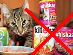 Katte- og hundefoder er dårligt foder og indeholder alt for meget protein for en sumpskildpadde.