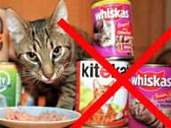 Katte- og hundefoder er dårligt foder og indeholder alt for meget protein for en sumpskildpadde.
