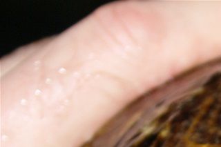 Rødøret terrapin (trachemys scripta elegans)
