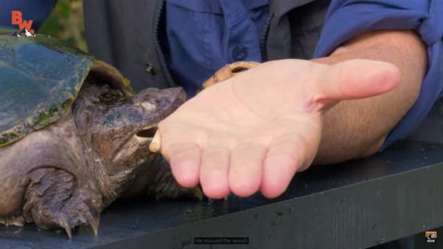 Coyote Peterson råber at biddet er ekstremt smertefuldt. Smerterne må være en 9. på skalaen.