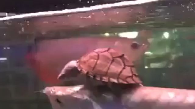 Fisken er en Arowana