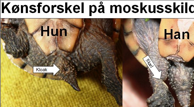 Hannens kloak sidder ret langt ude på halen, uden for skjoldets kant. Hvorimod hunnens kloak, sidder tæt ved kroppen, under skjoldets kant.
Hannen har på indersiden af begge bagben, to tydelige, lyse pletter med skæl. Det er skæl hannen benytter til at holde fast i hunnen med, under parringen.