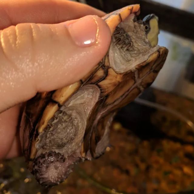 Alm. moskusskildpadde (Sternotherus odoratus) Han, med et endda meget konkavt bugskjold.