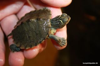 False Map Turtle (Graptemys pseudogeographica)