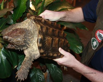 Alligator snapskildpadde der vil bide mig, hvis den får chancen.  
