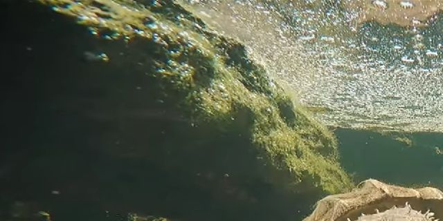 Alligator snapskildpadde fanger krebs. Der er et naturligt foder, for snapskildpadder, i deres naturlige hjemland Nordamerika. 