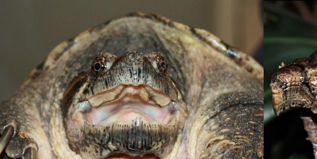 Alm. snapskildpadde kan veje op til 30 kg. -  Alligator snapskildpadde kan veje op til 70+ kg.