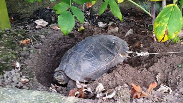 Sumpskildpadde er bundet fast, som en anden lænkehund!