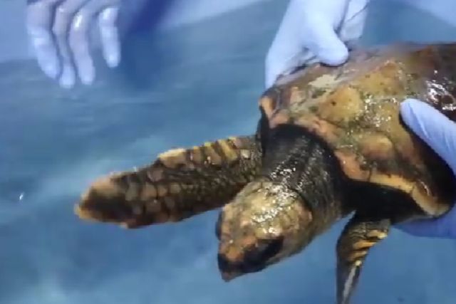 2 kg. uægte karette fundet på stranden, ved Blåvand, januar 2020.