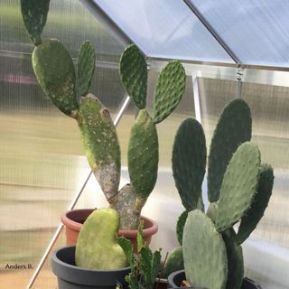 Figenkaktus ”Mickey Mouse” (Opuntia cactus). Fotograf Anders B.