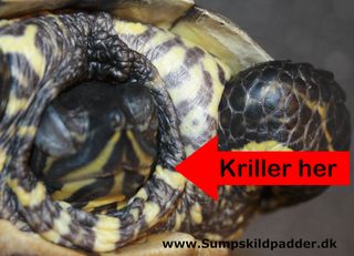 Du kilder skildpadden, hvor pilen peger.