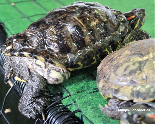 Eksempel på en hun, rødøret terrapin der nok aldrig bliver rask nok til at lægge æg.

Skildpadden er fejlfodret gennem mange år, bemærk udposninger ved bagben. Det er ikke fedt. Men, tegn på dårlig fodring, af skildpadden, sikkert med rejer fra Havet, katte- og hundefoder, føde der indeholder alt for meget protein, for sumpskildpadder.

Bemærk også skoldet, der er deformt, især bagtil. Det er tegn på, at skildpadden har levet i for varmt akvarievand (formodentlig 26-28 °. Det normale er 20-22 °). På grund af for varmt vand og fejlfodring, er skildpadden blevet deform og skildpaddens organer er svækket, det fortæller udposningen, ved benene os (udposningen er lige som en slap ballon, der har mistet sin luft).

Ser du et barn, fra et 3. land, der har tynde arme og ben, men en meget stor mave, den har barnet ikke, fordi barnet er mæt og har for spist sig, desværre er barnet fejl- og underernæret. Den samme konklusion gør vi os, med skildpadden, når vi ser en skildpaddens udposning, ved benene os.