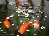 Guldfisk og sumpskildpadder.