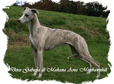 By...Ph Ch Casanova di Mahana (IMP Bel) x Gwendarriff Blonde Serenade.D.O.B 23/07/04
Berri finally arrived with us in March 09.Many thanks goes to Joachim and Werner (Gentle Mind Kennel Germany) for looking after her so well for us until she was able to come over here and also to Stephy for letting us have this wonderful girl in the first place,we are very grateful. She came in to us in whelp to 