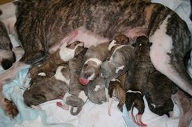 








































mum & babies
