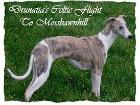 By...Multi Int Ch Bohem Time Flies (IMP US) x Un Rien T'Habille du Sac a Malices (IMP Fr) D.O.B 30/04/06 I flew out in April 07 to Switzerland and brought back this beautiful young lady,she incorporates some of the best Whippet lines in America including...Bohem,Chelsea and Paris.We are very grateful to Daniela Zingg-Bucher for entrusting us with Rush.She was bred to 