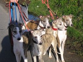 








































Berri is the 2nd dog in from the rhs of the pic.