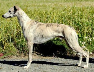 








































WW-08 N & S Ch Farytail's thFragrance o' Gold  on the 