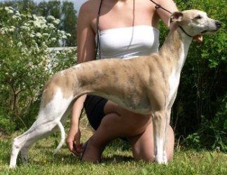 








































Fin JW-07 Fin & Nor Ch Mossbawnhill Dream On on the 