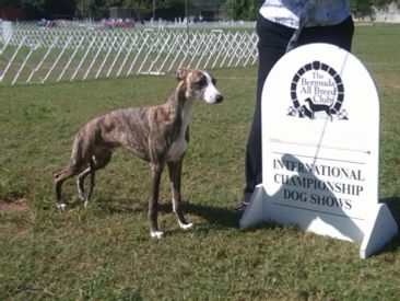 








































Bermuda Ch Mossbawnhill Going Places 