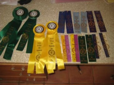 








































His ribbons from his first two shows.