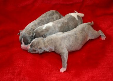 








































the 3 dogs