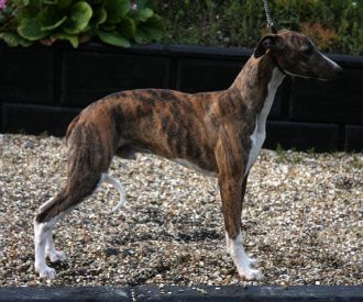 








































Red brindle male with white trim