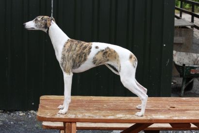 








































Orange brindle parti bitch 