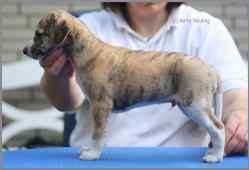








































Dog ~ Betty Barkley Matchball