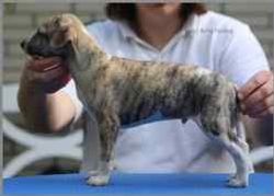 








































Dog ~ Betty Barkley Mister Johnes