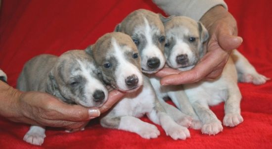 








































The four dogs.