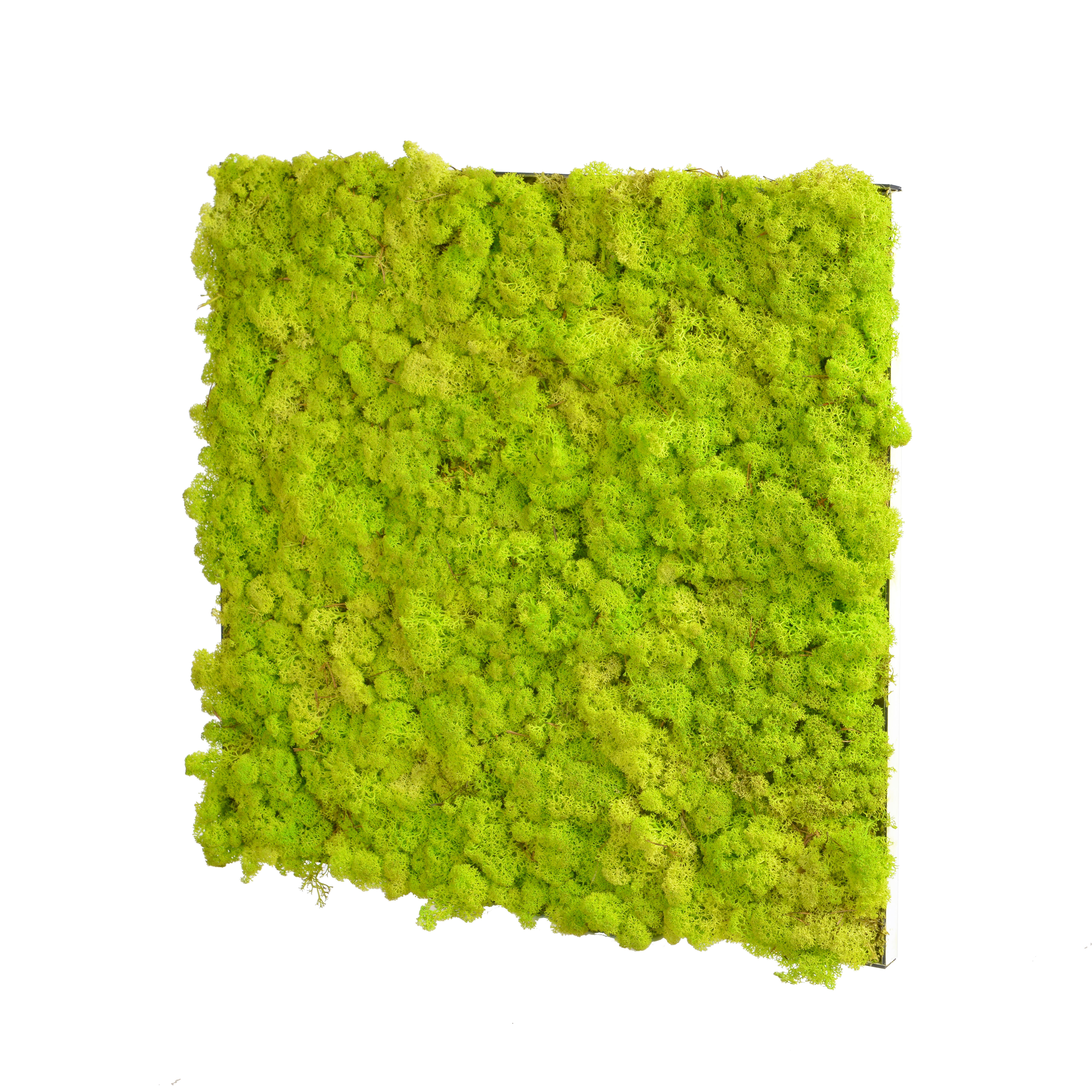 Lime groen 60x60cm