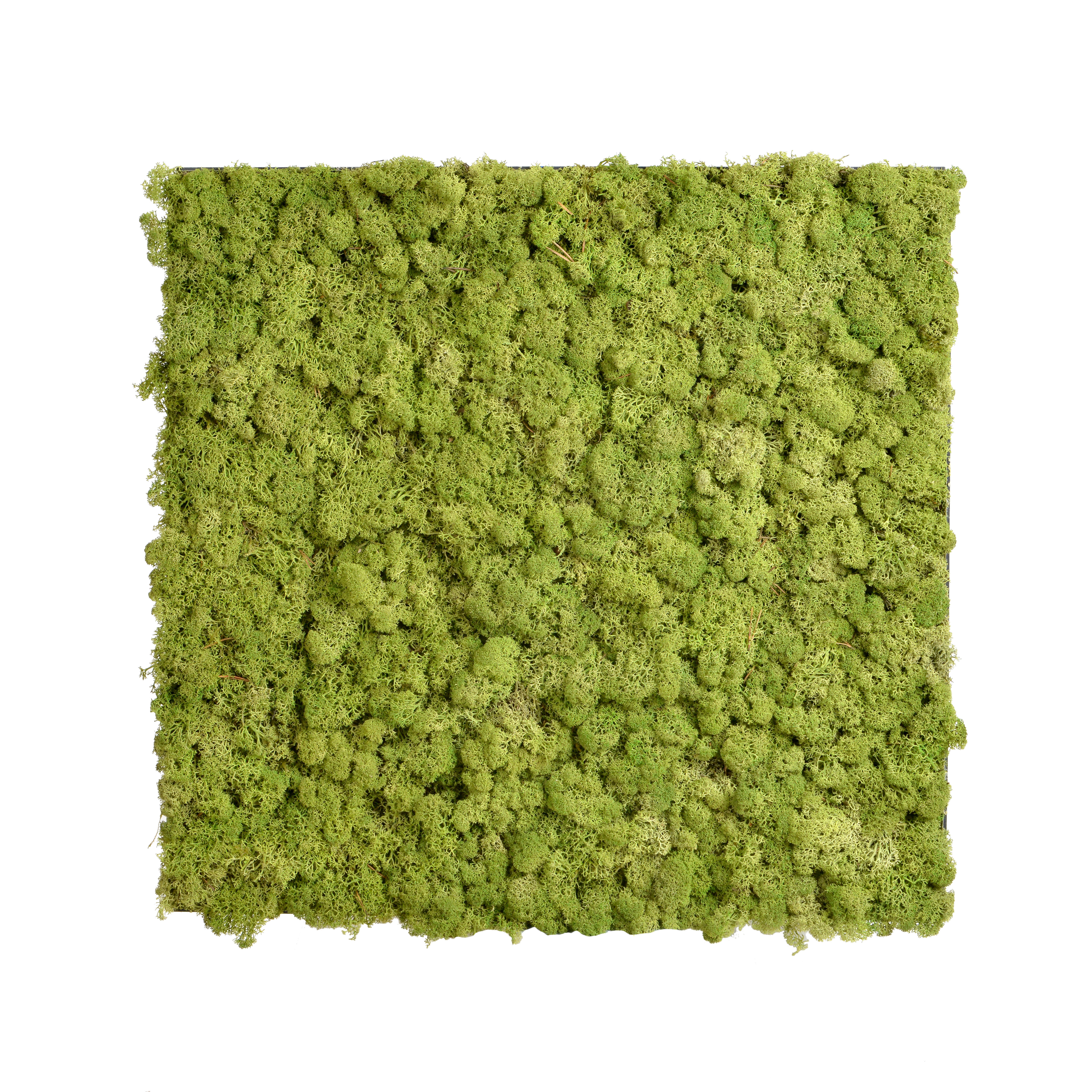 Medium 60x60cm