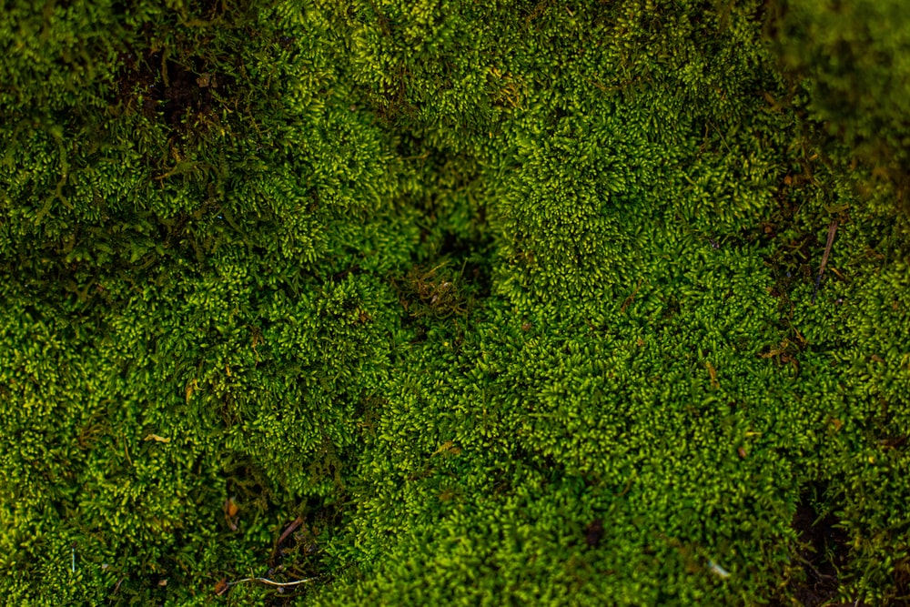 photo-1518064874225-c8a7ba7a373f