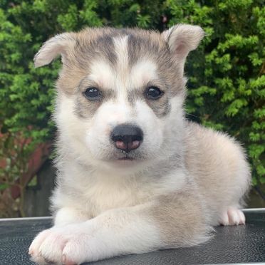 Alaska