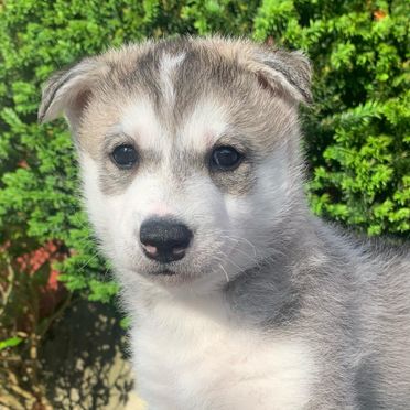 Ari