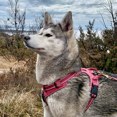 Alaska