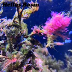 Hellas Basin