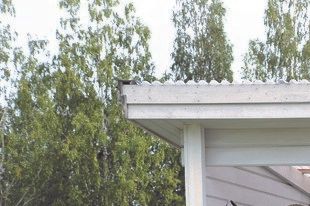 Råneskolans spelmanslag under ledning av Daniel Nyström