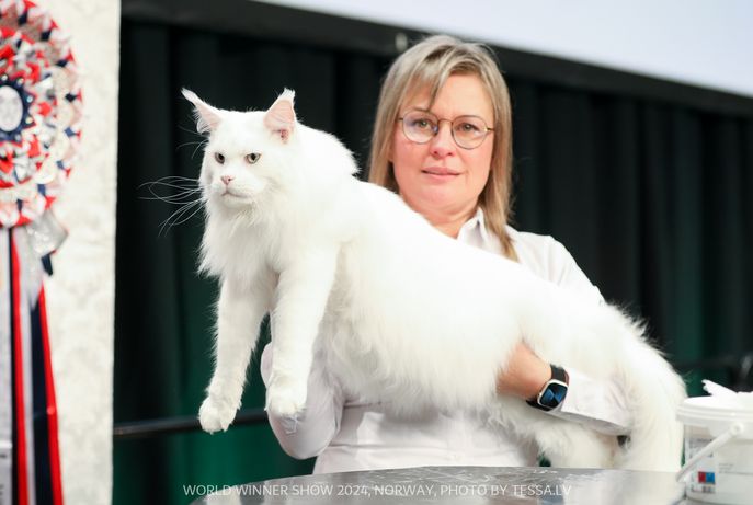 WWS Norge november 2024