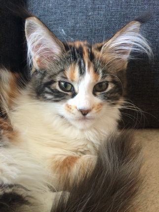 Juli 2015