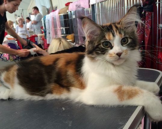 Skånes Kattklubb Aug 2015