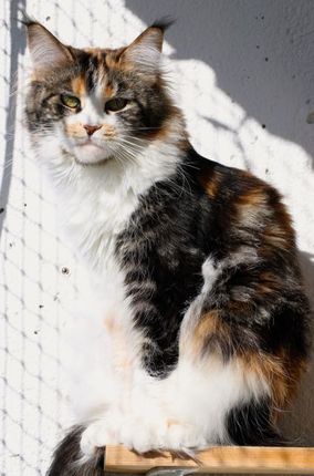 Ellie 2 år
