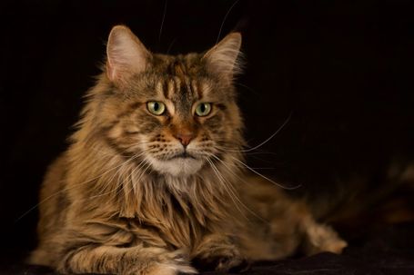 Greta 4 år