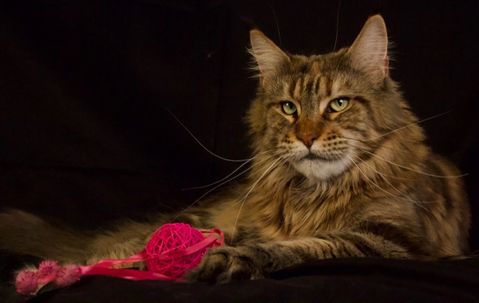 Greta 4 år