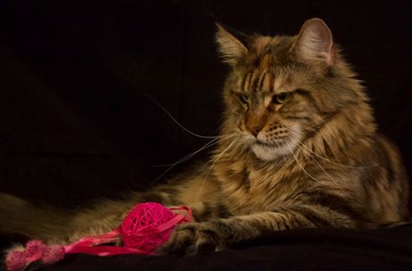 Greta 4 år